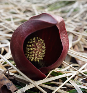 �ИI(y��)������